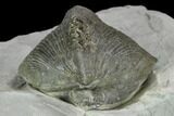 Pyrite Replaced Brachiopod (Paraspirifer) Fossil on Shale - Ohio #129605-2